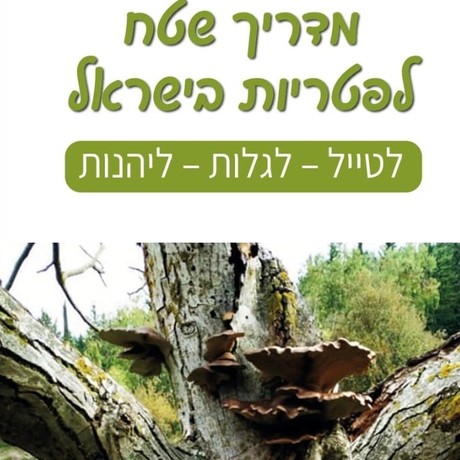מדריך שטח לפטריות בישראל