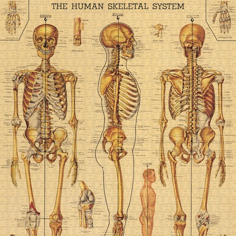 פאזל מערכת השלד Skeletal System וינטג' 1,000 חלקים