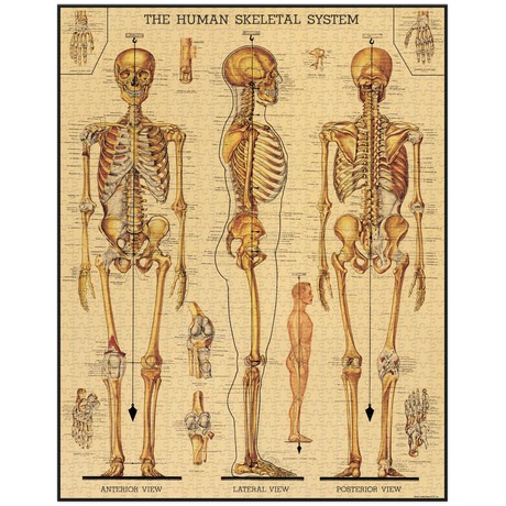 פאזל מערכת השלד Skeletal System וינטג' 1,000 חלקים