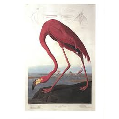Amazing Rare Things The Art of Natural History in the Age of Discovery