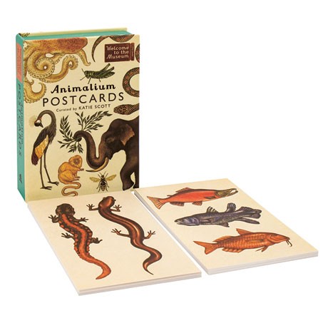 Animalium Postcards Welcome To The Museum