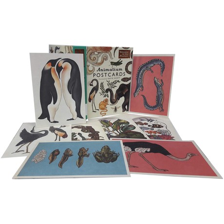 Animalium Postcards Welcome To The Museum