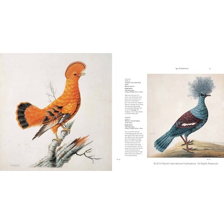 Birds - The Art of Ornithology