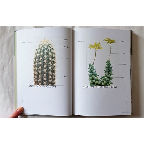 Prick: Cacti and Succulents