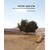 ארץ הצבי והדקל: מבטים על עבודתו של אדריכל הנוף צבי דקל