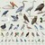 פאזל ציפורים 1,000 חלקים Sibley Backyard Birding